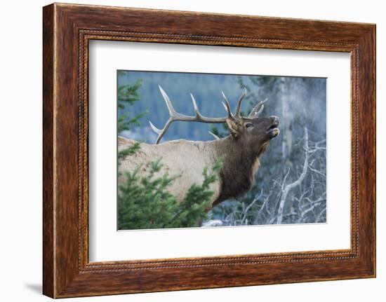 Rocky Mountain Bull Elk Bugling-Ken Archer-Framed Photographic Print