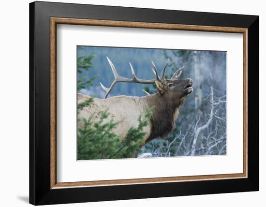 Rocky Mountain Bull Elk Bugling-Ken Archer-Framed Photographic Print