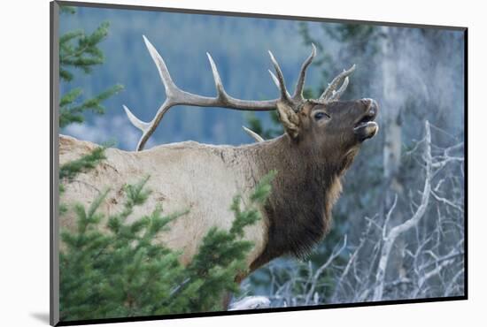 Rocky Mountain Bull Elk Bugling-Ken Archer-Mounted Photographic Print