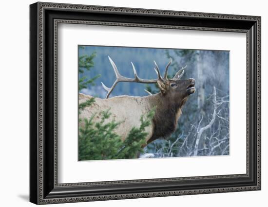 Rocky Mountain Bull Elk Bugling-Ken Archer-Framed Photographic Print