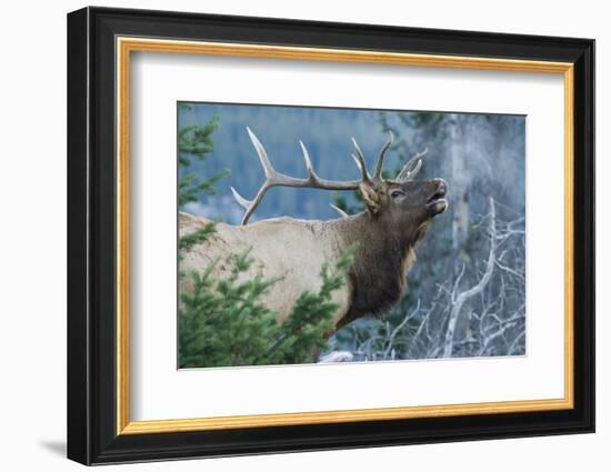 Rocky Mountain Bull Elk Bugling-Ken Archer-Framed Photographic Print