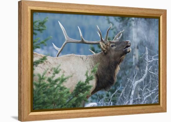 Rocky Mountain Bull Elk Bugling-Ken Archer-Framed Premier Image Canvas