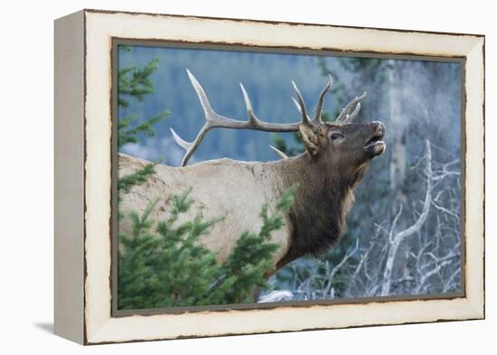 Rocky Mountain Bull Elk Bugling-Ken Archer-Framed Premier Image Canvas