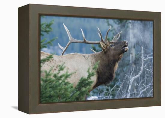 Rocky Mountain Bull Elk Bugling-Ken Archer-Framed Premier Image Canvas