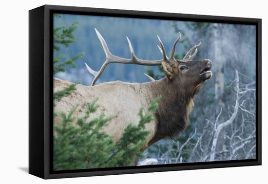 Rocky Mountain Bull Elk Bugling-Ken Archer-Framed Premier Image Canvas