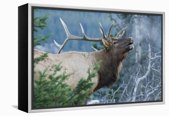 Rocky Mountain Bull Elk Bugling-Ken Archer-Framed Premier Image Canvas