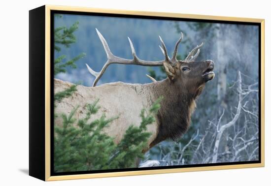 Rocky Mountain Bull Elk Bugling-Ken Archer-Framed Premier Image Canvas