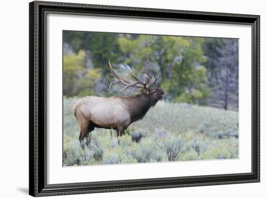 Rocky Mountain Bull Elk Bugling-Ken Archer-Framed Photographic Print