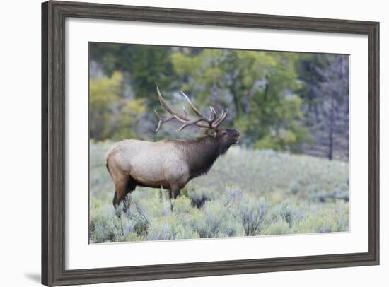 Rocky Mountain Bull Elk Bugling-Ken Archer-Framed Photographic Print