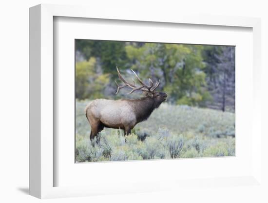 Rocky Mountain Bull Elk Bugling-Ken Archer-Framed Photographic Print