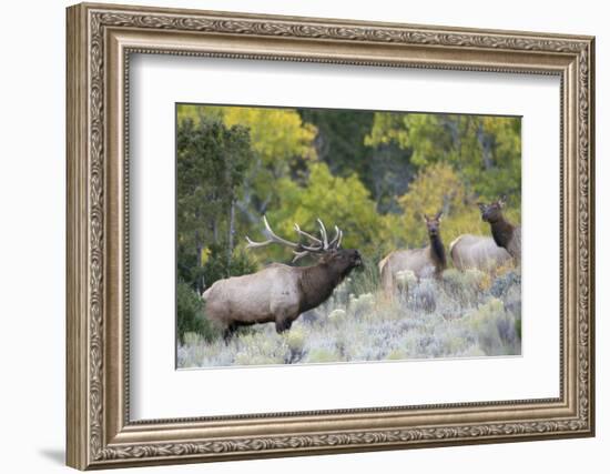 Rocky Mountain Bull Elk Bugling-Ken Archer-Framed Photographic Print