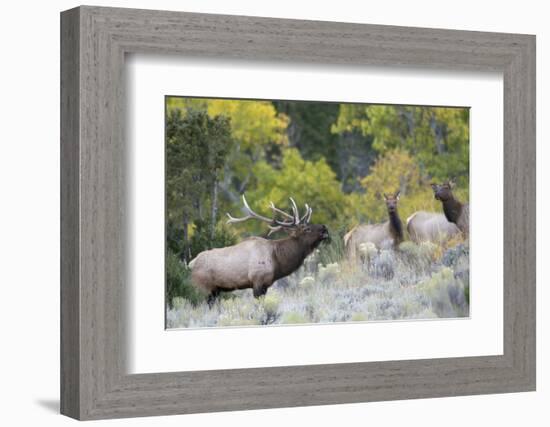 Rocky Mountain Bull Elk Bugling-Ken Archer-Framed Photographic Print