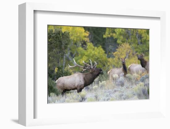 Rocky Mountain Bull Elk Bugling-Ken Archer-Framed Photographic Print