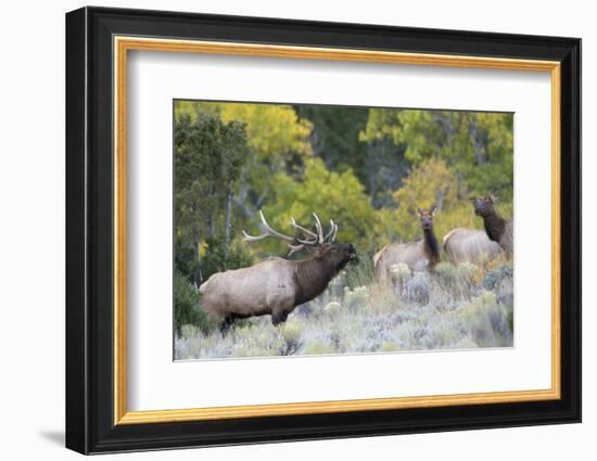 Rocky Mountain Bull Elk Bugling-Ken Archer-Framed Photographic Print