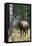 Rocky Mountain Bull Elk bugling-Ken Archer-Framed Premier Image Canvas