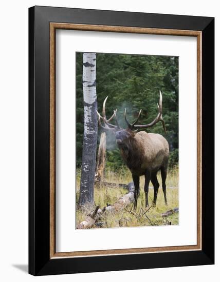 Rocky Mountain Bull Elk bugling-Ken Archer-Framed Photographic Print