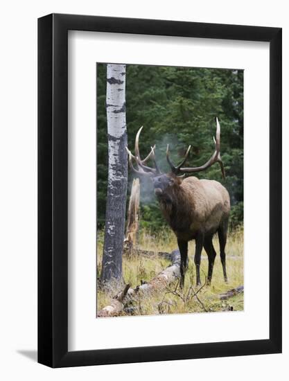 Rocky Mountain Bull Elk bugling-Ken Archer-Framed Photographic Print