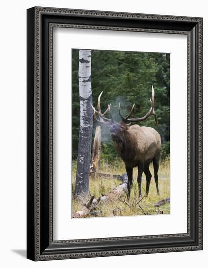 Rocky Mountain Bull Elk bugling-Ken Archer-Framed Photographic Print