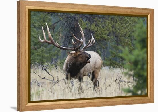 Rocky Mountain Bull elk Bugling-Ken Archer-Framed Premier Image Canvas