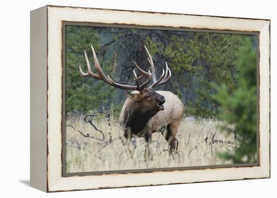 Rocky Mountain Bull elk Bugling-Ken Archer-Framed Premier Image Canvas