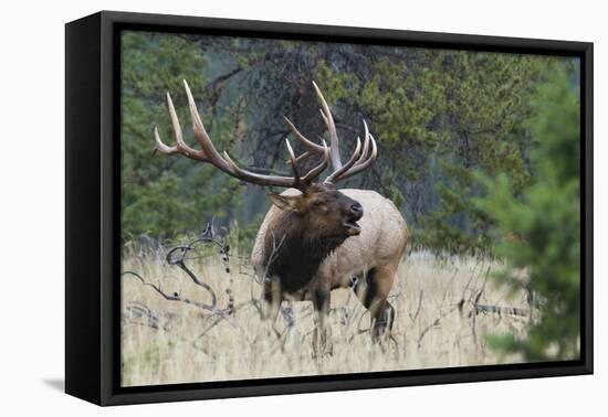 Rocky Mountain Bull elk Bugling-Ken Archer-Framed Premier Image Canvas