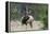 Rocky Mountain Bull elk Bugling-Ken Archer-Framed Premier Image Canvas