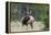 Rocky Mountain Bull elk Bugling-Ken Archer-Framed Premier Image Canvas