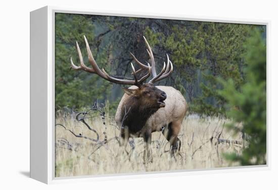 Rocky Mountain Bull elk Bugling-Ken Archer-Framed Premier Image Canvas