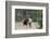 Rocky Mountain Bull elk Bugling-Ken Archer-Framed Photographic Print