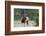 Rocky Mountain Bull elk Bugling-Ken Archer-Framed Photographic Print