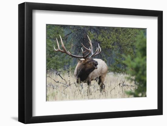 Rocky Mountain Bull elk Bugling-Ken Archer-Framed Photographic Print