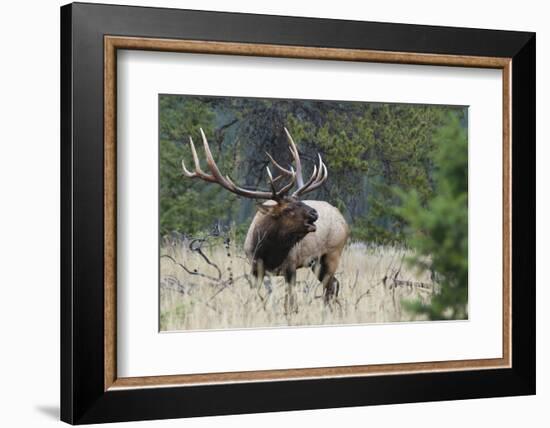 Rocky Mountain Bull elk Bugling-Ken Archer-Framed Photographic Print