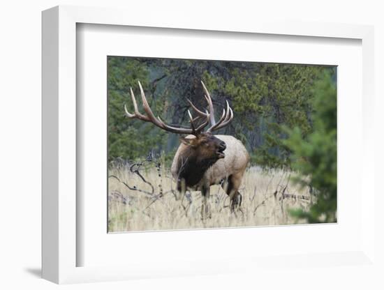 Rocky Mountain Bull elk Bugling-Ken Archer-Framed Photographic Print