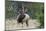 Rocky Mountain Bull elk Bugling-Ken Archer-Mounted Photographic Print