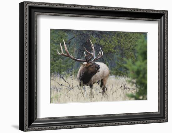 Rocky Mountain Bull elk Bugling-Ken Archer-Framed Photographic Print