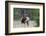 Rocky Mountain Bull elk Bugling-Ken Archer-Framed Photographic Print