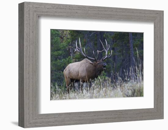 Rocky Mountain bull elk bugling-Ken Archer-Framed Photographic Print