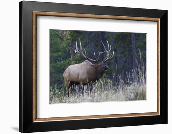 Rocky Mountain bull elk bugling-Ken Archer-Framed Photographic Print