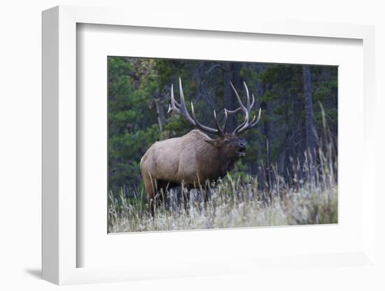 Rocky Mountain bull elk bugling-Ken Archer-Framed Photographic Print