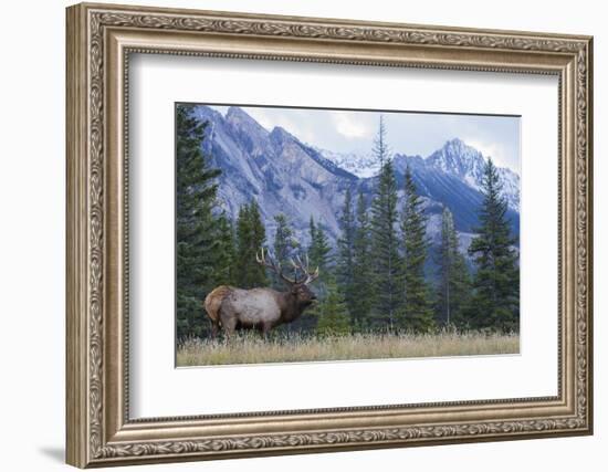 Rocky Mountain bull elk bugling.-Ken Archer-Framed Photographic Print