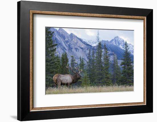 Rocky Mountain bull elk bugling.-Ken Archer-Framed Photographic Print