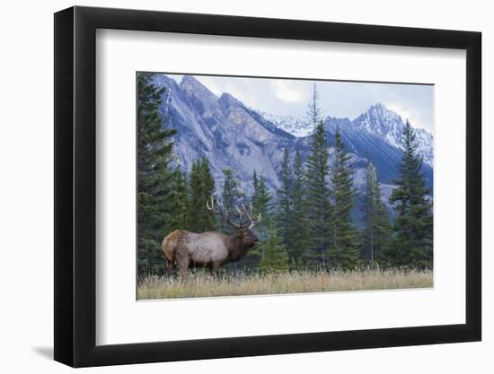 Rocky Mountain bull elk bugling.-Ken Archer-Framed Photographic Print