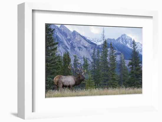 Rocky Mountain bull elk bugling.-Ken Archer-Framed Photographic Print