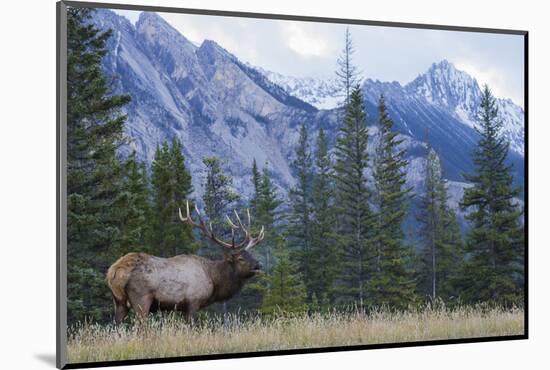 Rocky Mountain bull elk bugling.-Ken Archer-Mounted Photographic Print