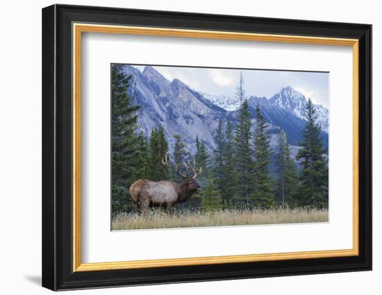 Rocky Mountain bull elk bugling.-Ken Archer-Framed Photographic Print