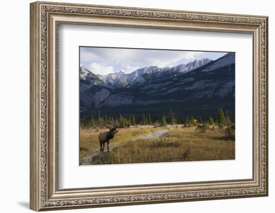 Rocky Mountain Bull Elk, Canadian Rockies-Ken Archer-Framed Photographic Print