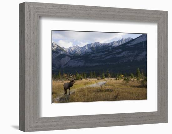 Rocky Mountain Bull Elk, Canadian Rockies-Ken Archer-Framed Photographic Print