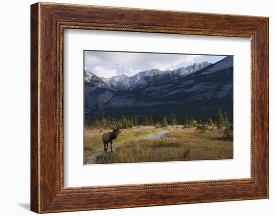 Rocky Mountain Bull Elk, Canadian Rockies-Ken Archer-Framed Photographic Print