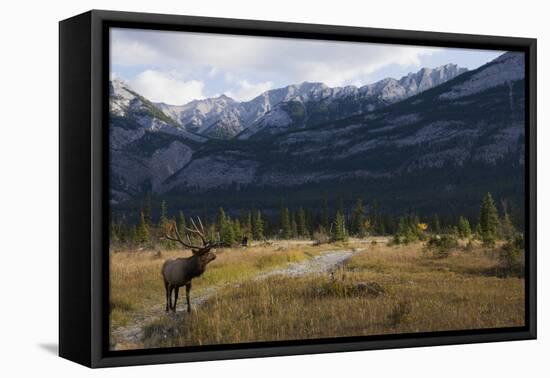 Rocky Mountain Bull Elk, Canadian Rockies-Ken Archer-Framed Premier Image Canvas