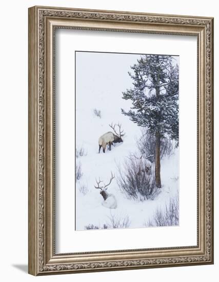 Rocky Mountain Bull Elk During Snowstorm-Ken Archer-Framed Photographic Print